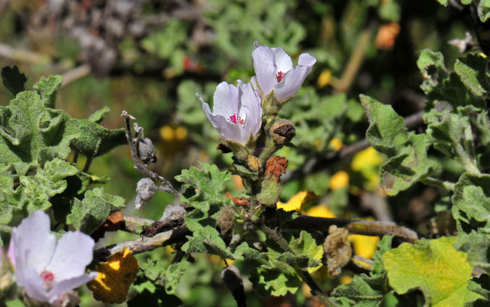 Stems woody, new growth fuzzy; Malacothamnus fasciculatus, Bush Mallow Malacothamnus fasciculatus, Bush Mallow
